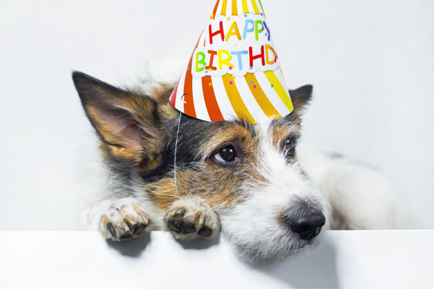 看悲伤的狗戴着帽子 背景是白色的 快乐的生日悲伤宠物店假日.copy空间帽子新年朋友