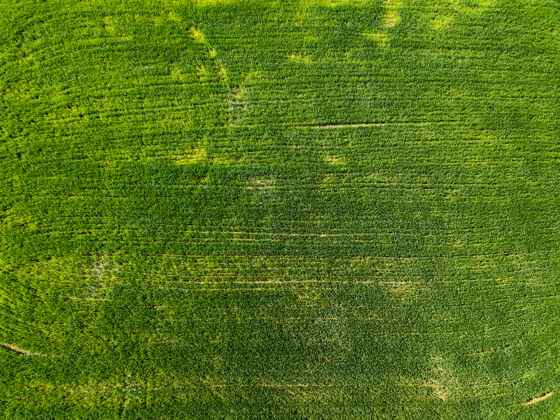 景观园内种植地鸟瞰图乡村概念农业部活动.照片从无人机上草地户外草