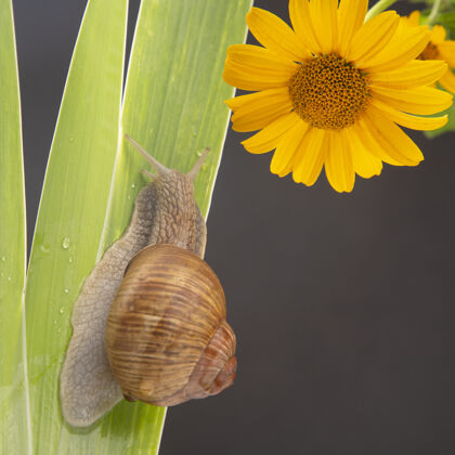蜗牛葡萄蜗牛在绿色的土地上爬行叶软体动物以及无脊椎动物肉和美食烹饪花园天线