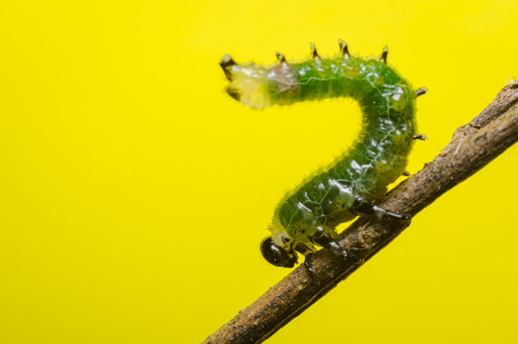 世界绿色的毛毛虫在树枝上抬起身体哥伦比亚动物细节