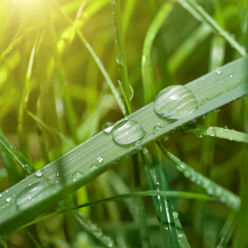 草地绿草伴着水滴和阳光花园宏庭院
