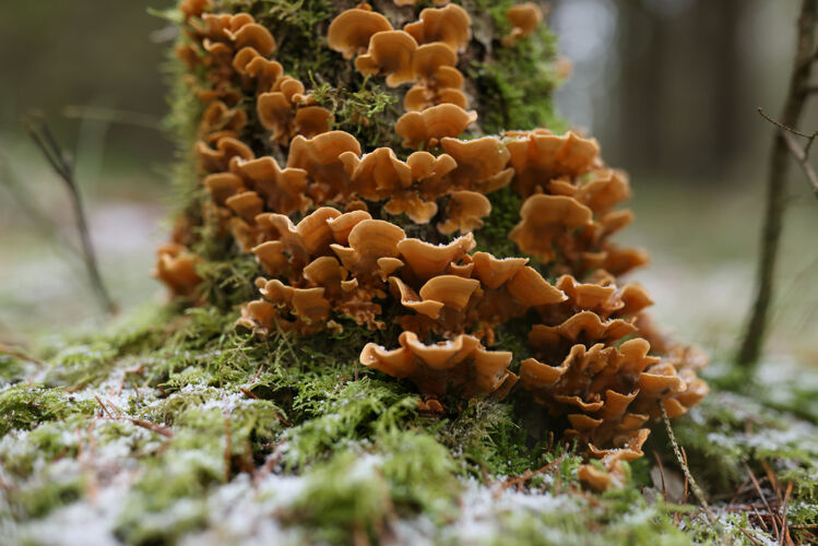 寒冷树干上有橙色的蘑菇和绿色的蘑菇苔藓林风景和初霜白天叶子霜