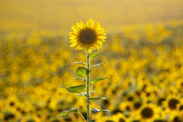 领域田野里黄色的向日葵花特写景观作物农学