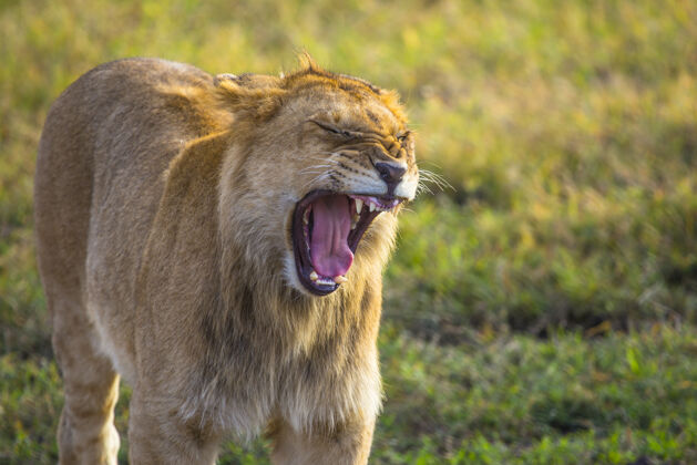 非洲在马赛马拉国家公园里有一个狮子家族和伟大的狮子父亲 是野生动物肯尼亚萨凡纳 非洲肯尼亚环境稀树草原