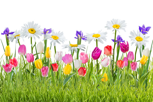 花可爱的春天背景与花草隔离自然花花束