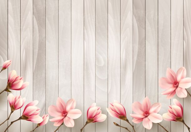 白色大自然春天的背景上有美丽的木兰枝木牌春天花瓣颜色