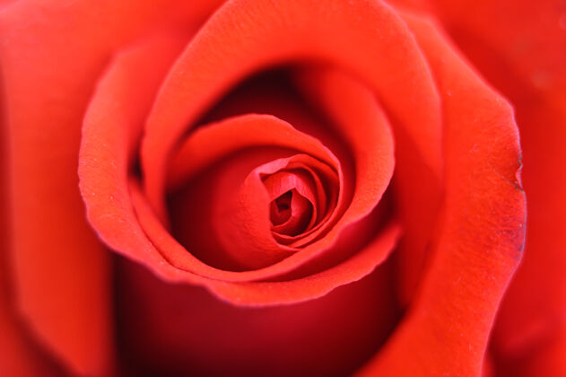 背景盛开的红玫瑰绽放花瓣玫瑰特写花没有人花瓣