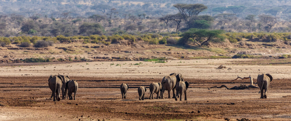 塞伦盖蒂非洲的一群大象在塔兰吉尔国家公园的草地上行走野生国家公园坦桑尼亚