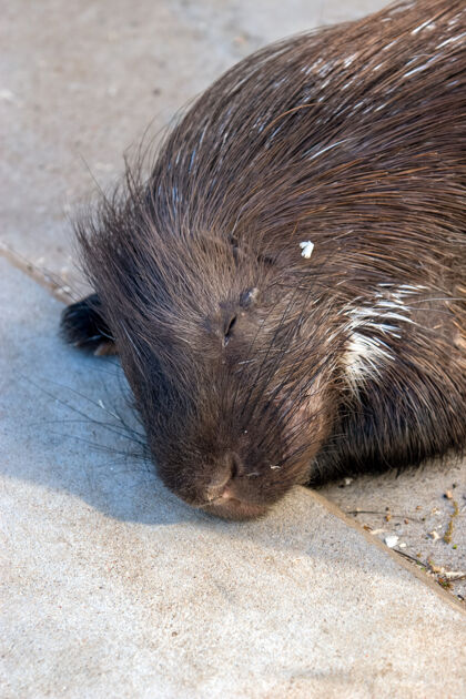 野生动物海狸躺在水泥地上睡觉年轻野生动物水坝