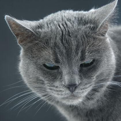 嘴一只美丽的灰猫在黑暗中的工作室肖像背景.pet哺乳动物捕食者宠物哺乳动物毛茸茸的
