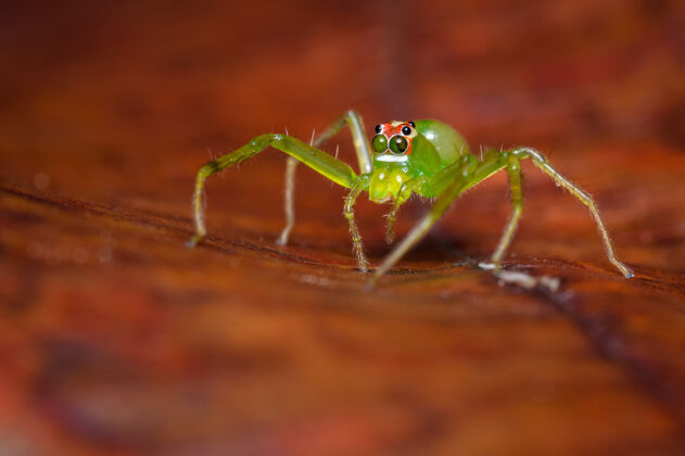 昆虫红叶上的绿蜘蛛微小哥伦比亚世界