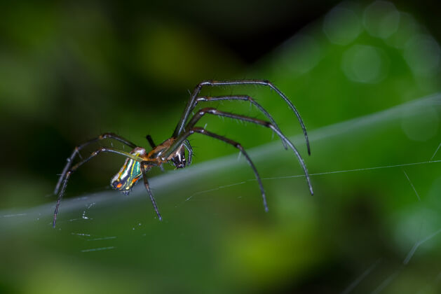 山蜘蛛在蜘蛛网上行走昆虫动物自然