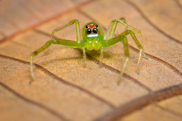 生活绿色跳跃蜘蛛盯着它植物八世界