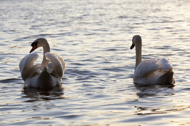 宁静春天湖边的一对天鹅野生动物优雅动物