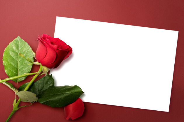 花瓣空白的白纸和红玫瑰色的彩纸墙情人节礼物天空的复制空间玫瑰纸花