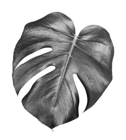 模切一种热带怪兽的叶子一种隔离在白墙上的植物 黑白相间异国情调叶生长