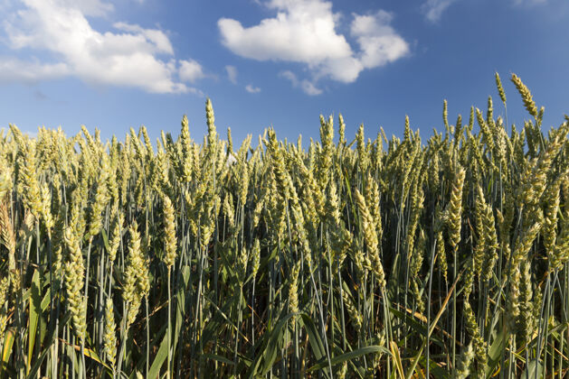 对绿色黑麦生长的农田花玉米农田