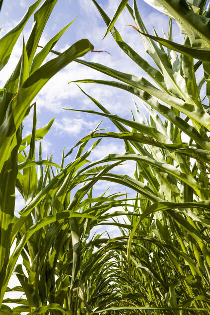 长一排排绿色的玉米在春天或春天发芽夏玉米在农业领域田间玉米谷物都是用来做饭的生态养殖粮食
