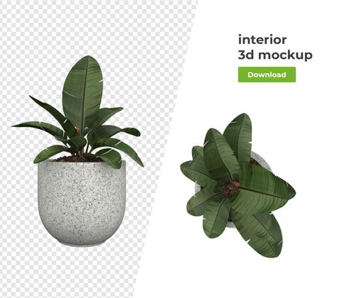 装饰各种植物装饰3d渲染隔离植物花盆场景创作者