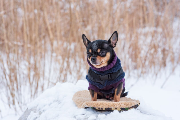 小寒风中的小狗夹克冬天吉娃娃穿着冬天的衣服在雪上血统纯种衣服