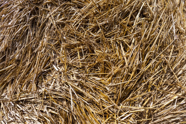 夏季收获黑麦后用干草堆的农田生产生长农场