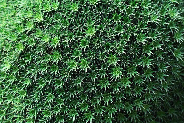 植物绿色植物纹理近距离收拢 清新的夏季树叶 自然图案与花边热带绿色树枝