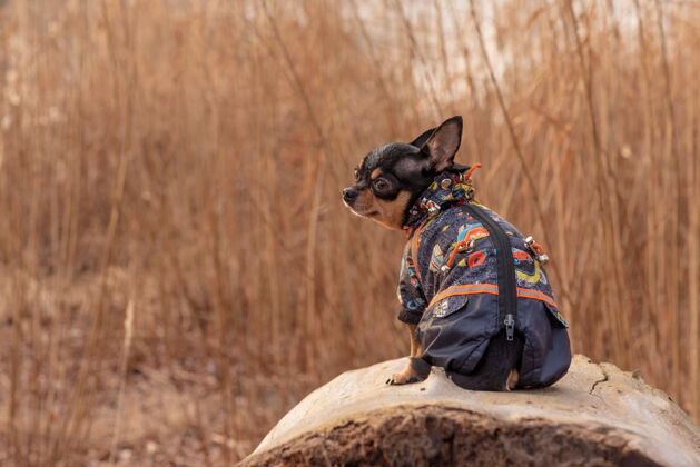 小穿衣服的狗走路可爱吉娃娃狗在户外毛衣.狗在冬天或秋天狗年轻秋天