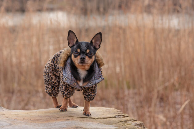 小穿衣服的狗走路可爱吉娃娃狗在户外毛衣.狗在冬天或秋天纯种秋天小