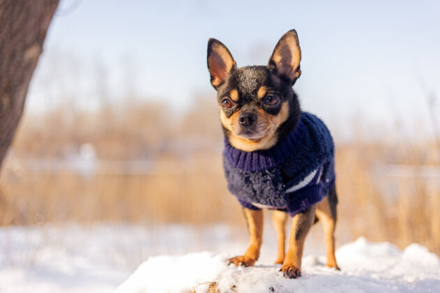小奇瓦瓦在花园里散步雪吉娃娃穿着冬天的衣服在雪上狗家养哺乳动物