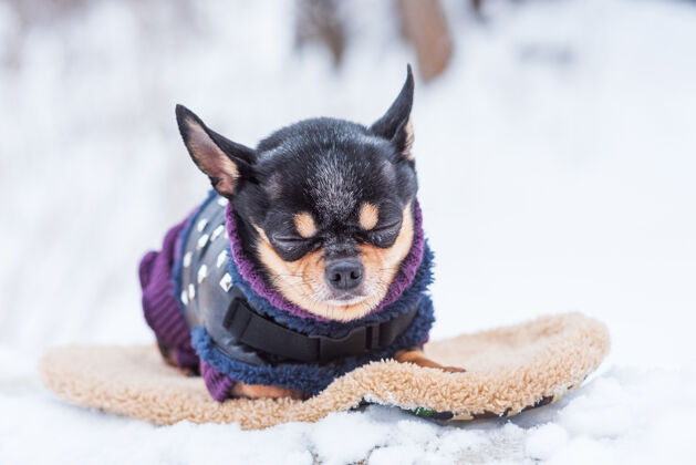 夹克寒风中的小狗夹克冬天吉娃娃穿着冬天的衣服在雪上衣服毛皮品种