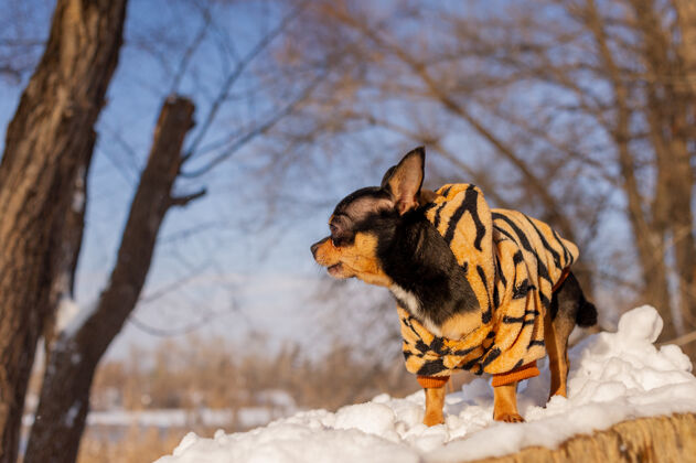 漂亮寒风中的小狗夹克冬天吉娃娃穿着冬天的衣服在雪上哺乳动物犬可爱