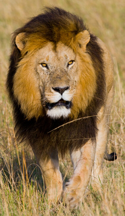 大自然男性肖像狮子肯尼亚坦桑尼亚马赛先生塞伦盖蒂.!大自然 动物 狮子 野生动物 动物群 捕食者