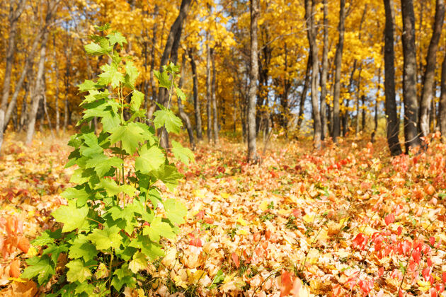 乡村收集美丽多彩的秋叶树叶金色树枝
