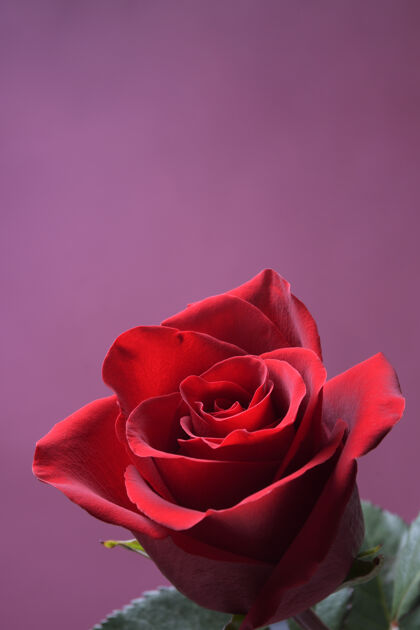 礼物红色 美丽的盛开的玫瑰浪漫甜蜜美丽