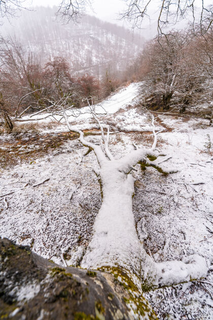 雪年艾兹科里山的森林里 山毛榉林立满了积雪吉普兹科亚下雪冬天的雪景冬天山降雪