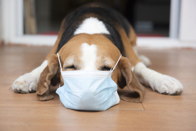 比格犬比格犬穿手术防护服面具.概念预防冠状病毒感染的建议 为狗散步者在冠状病毒-19爆发和检疫肖像友谊流感