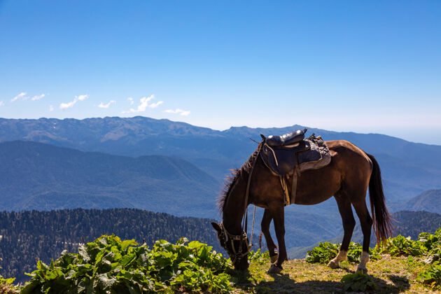 动物在阳光明媚的夏日 带着马鞍的马在山上吃草大自然山风景