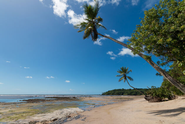 放松巴西巴伊亚岛上的热带海滩 有倾斜的椰子树海岸热带海滩海滩景观