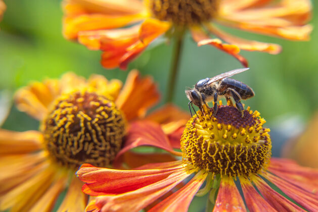 细节蜜蜂采满黄色花粉 饮花蜜 为桔子花授粉灵感自然 花卉春夏盛开 花园或公园背景美丽绿色背景