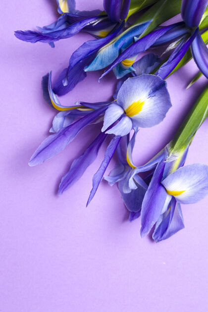 问候一束蓝色百合花日耳曼语虹膜扁平躺下美丽紫色花卉