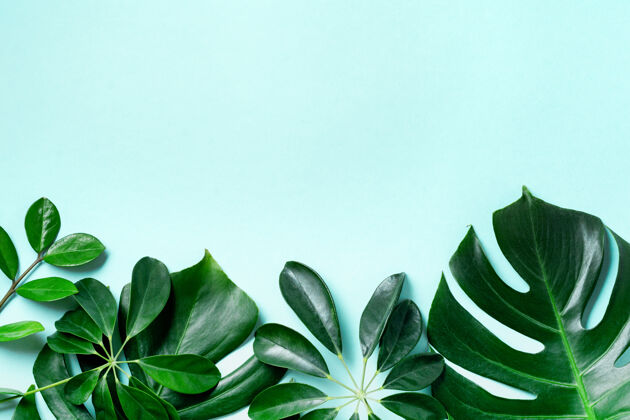 棕榈热带棕榈叶框架在蓝色表面与复制空间生长树叶最小