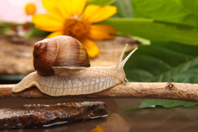 触角葡萄蜗牛正积极地爬进来自然软体动物还有无脊椎动物闪亮烹饪蜗牛