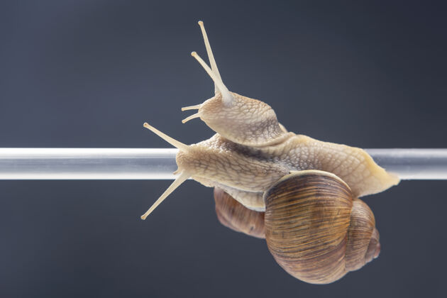 天线蜗牛挂在塑料袋上管浪漫以及动物王国里的关系烹饪味道螺旋
