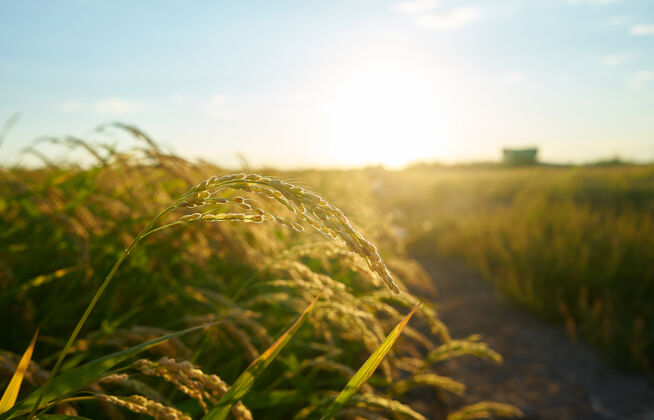 农业在瓦伦西亚的日落中 一大片绿色的稻田里 一排排绿色的水稻乡村食物收获