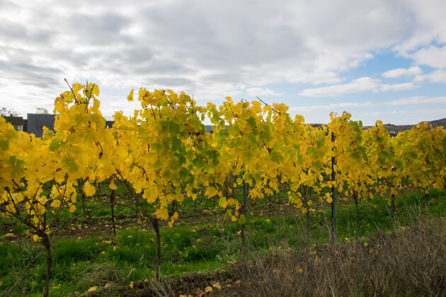 十一月黄叶和秋日的葡萄园近在咫尺房屋.自然彩色背景自然秋叶串