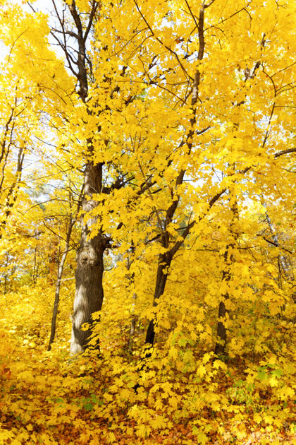 森林秋天的枫林五颜六色树秋天