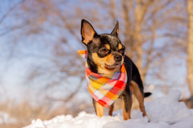 狗冬天 一只狗在户外戴着橙色的头巾森林手帕纯种