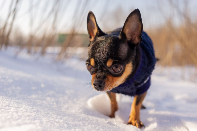 品种奇瓦瓦在花园里散步雪吉娃娃穿着冬天的衣服在雪上寒冷自然狗