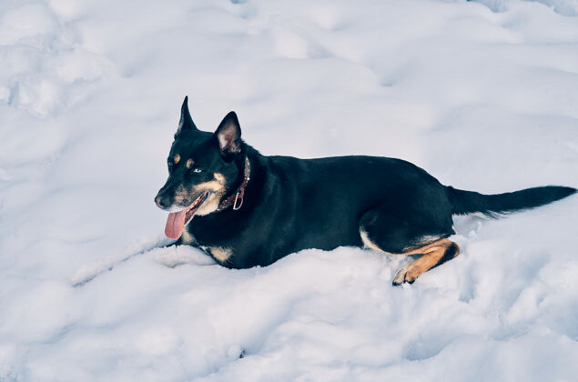 冬天一只可爱的狗坐在雪地里休息坐着动物雪