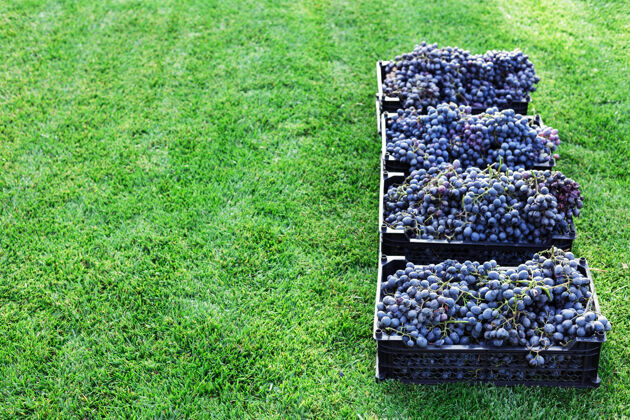 国家一筐筐成熟的黑葡萄串在户外农产品有机赤霞珠